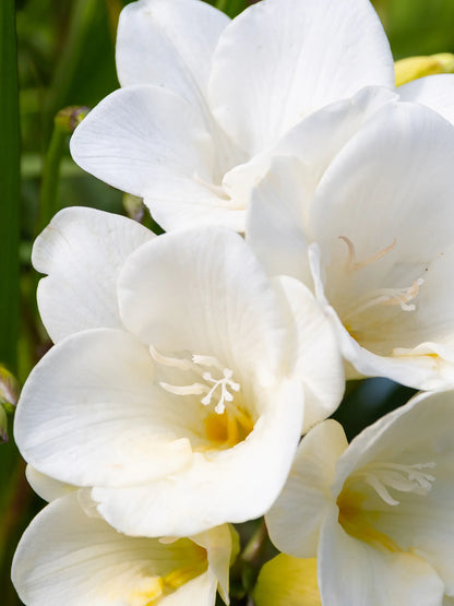 Lost in Amalfi - Glasshouse Fragrances